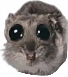 🐹 7fec16a4 mammifero, animale, scoiattolo, carino, occhi, roditore telegram sticker