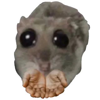 🤲 8afd05e6 criceto, mani, animale, carino, divertente telegram sticker