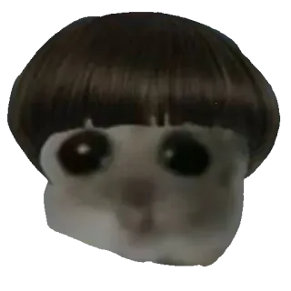 🧑‍🦳 aaf35651 gatto, meme, divertente, animale, animale domestico, carino, umorismo telegram sticker