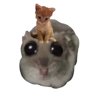 🐱 b53baed6 gatto, criceto, gattino, animale, animale domestico, carino, divertente telegram sticker