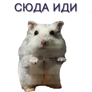 💪 348b8377 СЮДА ИДИ 햄스터, 귀여운, 동물, 러시아어, 텍스트 telegram sticker