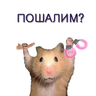 🍓 65f721d6 ПОШАЛИМ? 햄스터, 귀여운, 웃긴, 동물 telegram sticker