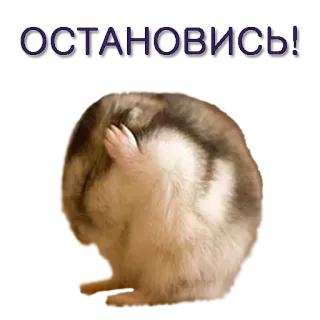 🙈 713e7677 ОСТАНОВИСЬ! 햄스터, 멈춤, 러시아어, 동물, 귀여운 telegram sticker