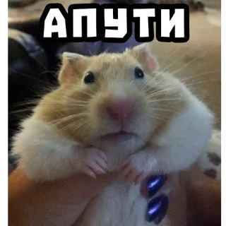 ✊ 1d192bb1 Апути 햄스터, 설치류, 귀여운, 웃긴, 밈 telegram sticker