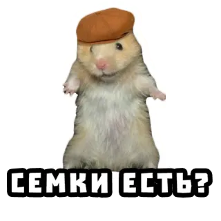 🌻 403bc4bd СЕМКИ ЕСТЬ? 햄스터, 동물, 설치류, 모자, 웃긴 telegram sticker