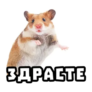 👋 635a8f6f ЗДРАСТЕ 햄스터, 동물, 인사 telegram sticker