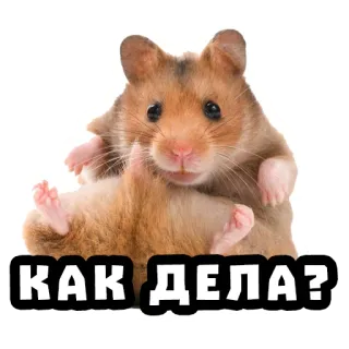 ❓ a441a18c КАК ДЕЛА? 햄스터, 귀여운, 동물, 설치류, 질문 telegram sticker