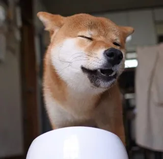 🤤 2334a869 狗, 柴犬, 动物, 可爱, 宠物, 微笑 telegram sticker