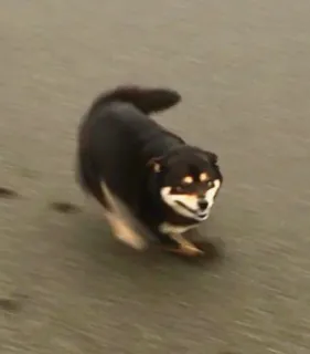 😣 25536c8d 狗, 动物, 柴犬, 跑步, 宠物 telegram sticker