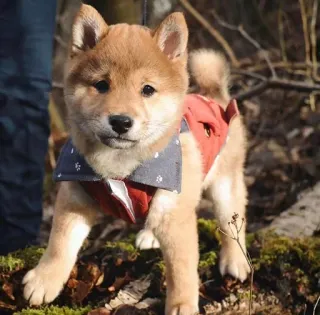 🐶 27aac061 小狗, 狗, 柴犬, 可爱, 宠物, 动物 telegram sticker