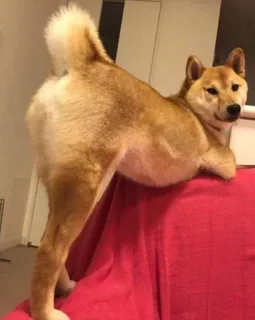 😋 6f023052 狗, 柴犬, 动物, 宠物, 搞笑, 可爱 telegram sticker