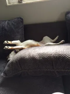 💤 9336d9a5 狗, 小狗, 宠物, 沙发, 睡觉, 放松 telegram sticker