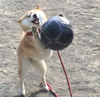 ⚽️ 9f1efe16 狗, 柴犬, 球, 玩, 动物, 宠物 telegram sticker