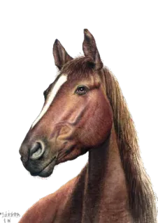 😐 88821937 cavallo, animale, mammifero, equino, marrone, bianco, testa, fattoria whatsapp sticker