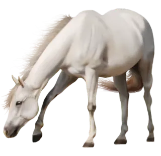 🌮 c26c98f0 cavallo, bianco, animale, al pascolo, equino whatsapp sticker