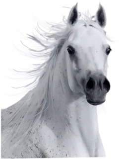 😯 dded35fb animale, bianco, cavallo, criniera, equino, stallone whatsapp sticker