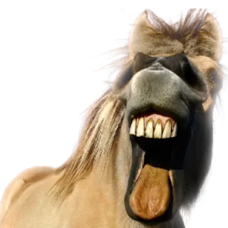 Horses4 telegram stickers