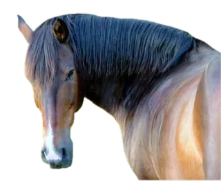 😠 e53fa8e6 cavallo, animale, equino, mammifero whatsapp sticker