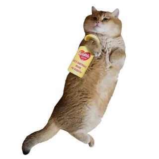 👜 11de2cca Без завтрака меня не будить! кот, завтрак, смешной, питомец, животное, русский telegram sticker