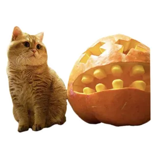 🍊 b8c638e6 кот, тыква, хэллоуин, животное, питомец, праздник, оранжевый telegram sticker