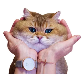 🙂 c402dddb кот, руки, питомец, животное, часы, браслет telegram sticker