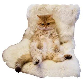 😎 c781bbc3 кот, животное, питомец, смешной, мем, стул, пушистый telegram sticker