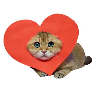 ❤️ cf07a00f кот, сердце, животное, милый, котёнок, питомец telegram sticker