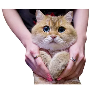 😺 d284db18 кот, котенок, питомец, животное, милый, руки, голубые глаза telegram sticker