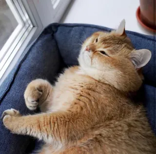 🐱 06367b13 chat, animal de compagnie, animal, mignon, doré, chat domestique telegram sticker