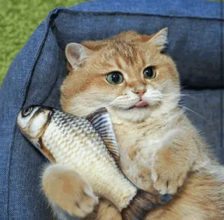 🐱 07a4c541 chat, poisson, animal, mignon, animal de compagnie, drôle, mème telegram sticker