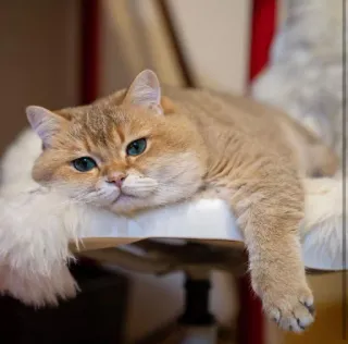 🐱 307cc59b chat, animal domestique, chat doré, animal, animal de compagnie, mignon telegram sticker