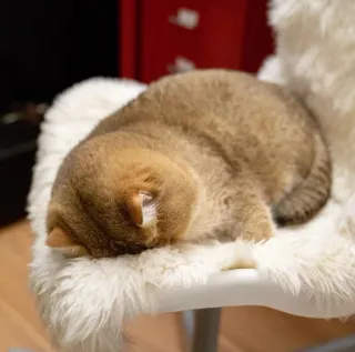 🐱 45165bb0 chat, dormir, animal, animal de compagnie, fourrure, chaise, chat domestique telegram sticker