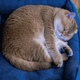 🐱 5c2536b1 chat, animal, animal de compagnie, dormir, lit, mignon, domestique telegram sticker