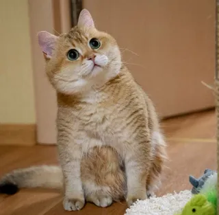 🐱 5d06edb0 chat, chaton, mignon, animal, animal de compagnie, chat doré, british shorthair telegram sticker