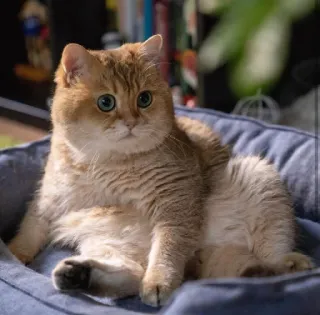 🐱 7173ff7f chat, animal, mignon, animal de compagnie, domestique, félin telegram sticker