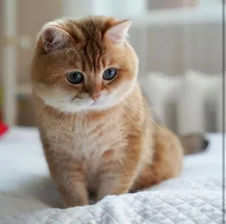 🐱 83220a41 chat, chaton, mignon, animal, animal de compagnie, chat domestique telegram sticker