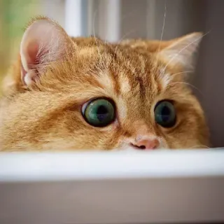 🐱 835423f3 chat, animal, animal de compagnie, yeux, orange, mignon telegram sticker