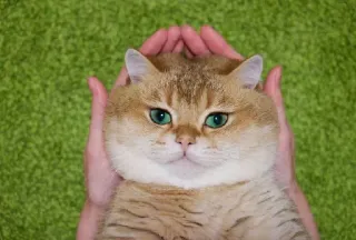 🐱 9f7c0a88 chat, animal, mignon, animal de compagnie, animal domestique, chat doré, yeux verts, mains, tenant telegram sticker