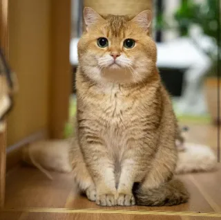 🐱 a5ff38b5 chat, animal, animal de compagnie, animal domestique, mignon, chat doré, british shorthair telegram sticker