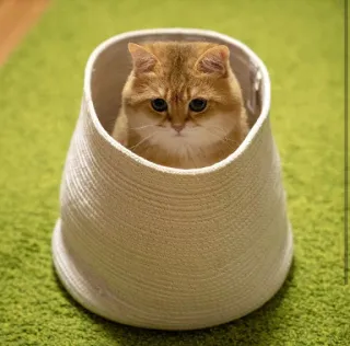 🐱 a93e7ced chat, animal de compagnie, animal, panier, mignon, animal domestique, mammifère telegram sticker