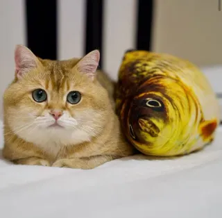 🐱 b2775650 chat, animal de compagnie, animal, chat domestique, mammifère, vertébré, British Shorthair doré, peluche poisson telegram sticker