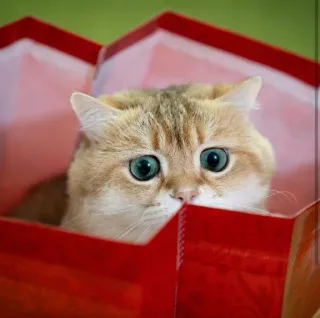 🐱 cc4fc7ac chat, chaton, boîte, animal de compagnie, mignon, animal telegram sticker