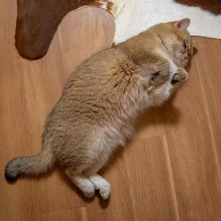 🐱 d623eb69 chat, animal, mignon, animal domestique, animal de compagnie, couché, sol telegram sticker