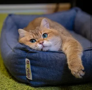 🐱 ecc420b7 MAJOR chat, animal, animal de compagnie, lit, animal domestique, chat domestique, mammifère telegram sticker