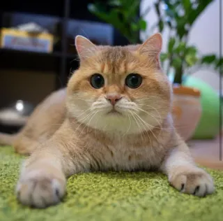 🐱 feb47c55 chat, chaton, animal de compagnie, animal, mignon, domestique, félin telegram sticker