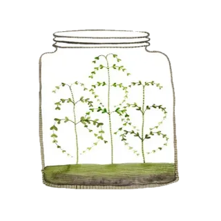 🔮 2e7e2bc0 банка, растение, природа, зеленый, деревья telegram sticker