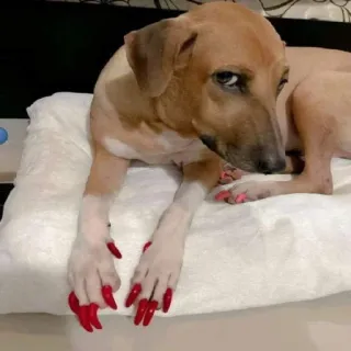 🐶 01f48f63 chien, animal de compagnie, ongles, rouge, animal, mignon, drôle telegram sticker