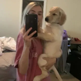 🐶 10d64d59 chien, chiot, golden retriever, animal de compagnie, animal telegram sticker