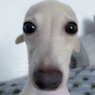 🐶 1d6df9a8 chien, lévrier italien, animal, animal de compagnie, mignon telegram sticker