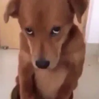 🐶 206dbb76 chien, triste, chiot, mignon telegram sticker